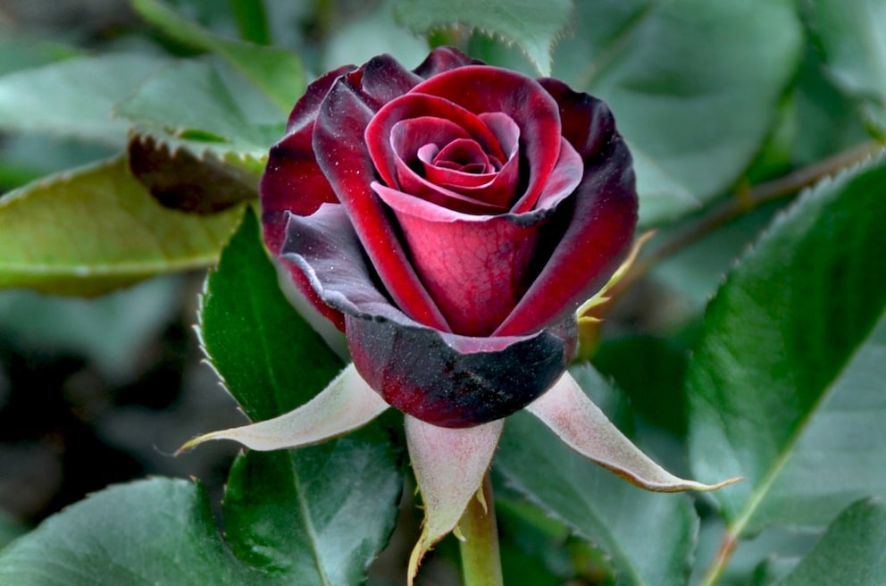 50 Stück schöne schwarze Rose Blume mit roten Rand Sämling Samen * 