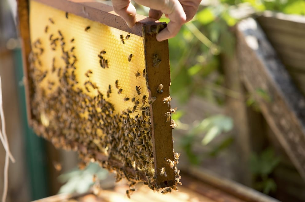 Bienen Im Garten Halten