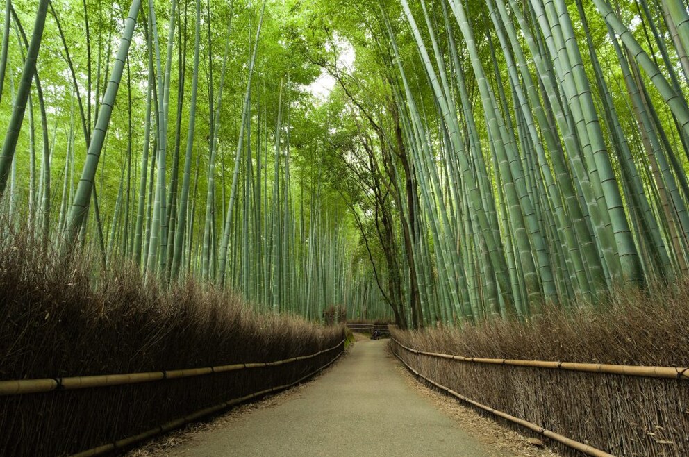 Riesen-Bambus bis 20 Meter hoch schnellwüchsig 