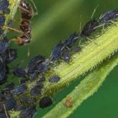 Mit einigen Insekten kann man Blattläuse effektiv bekämpfen