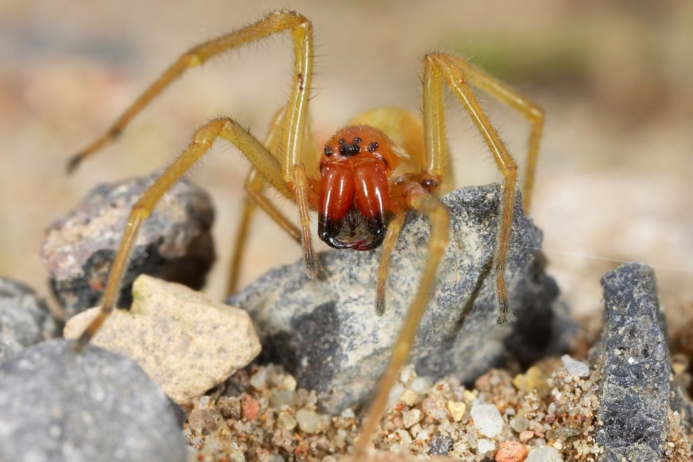 Ammen-Dornfinger: Vorsicht vor dieser Gift-Spinne - myHOMEBOOK