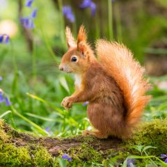 Im Garten können Sie Eichhörnchen vor Hitze und Verdursten schützen