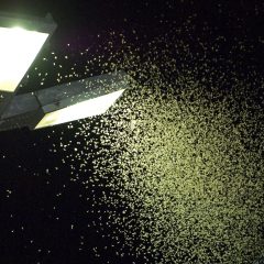 Lichtverschmutzung killt Insekten