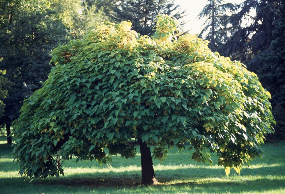 Schattenspendende Baume Fur Kleine Garten Myhomebook