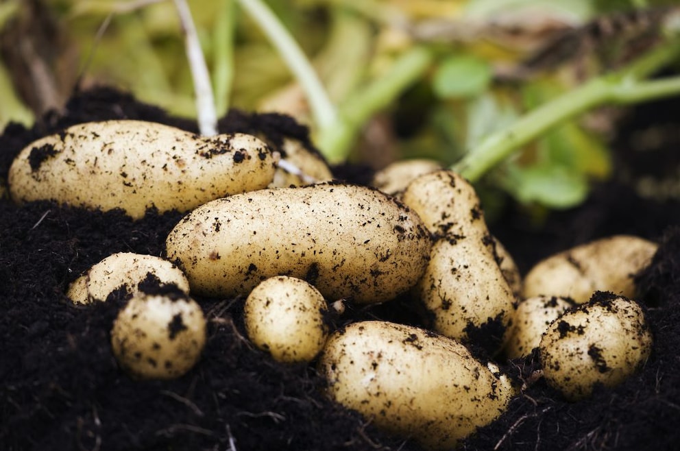 Wie Sie Kartoffeln ernten und richtig lagern - myHOMEBOOK