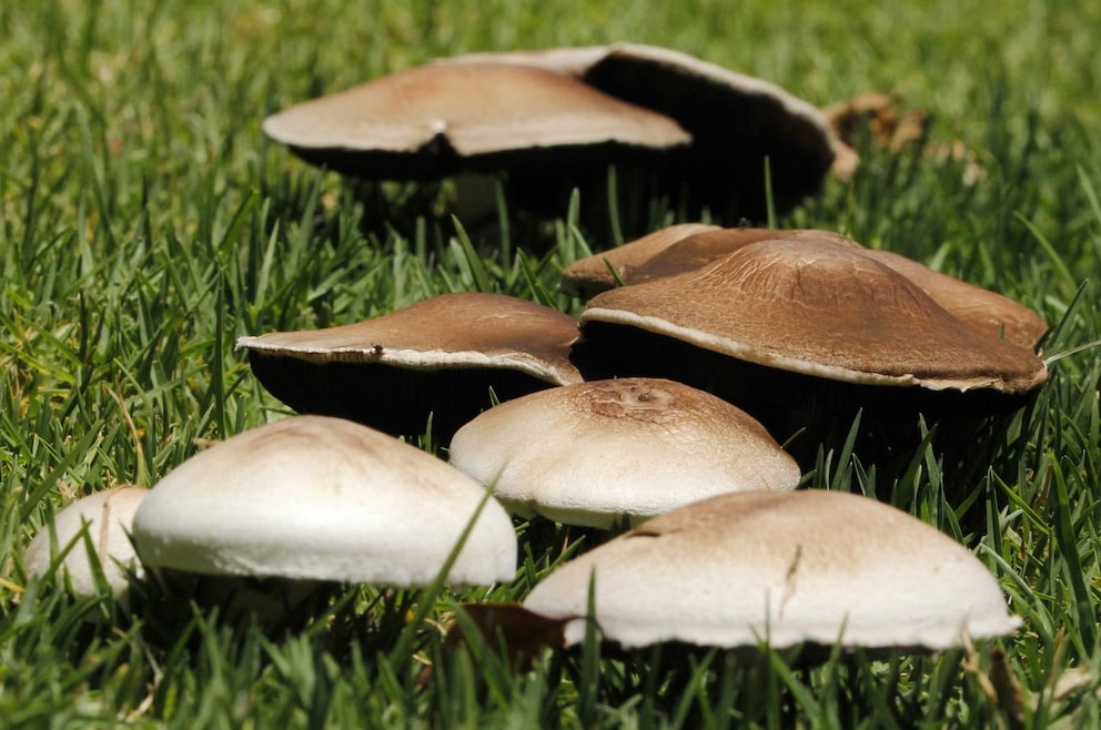 Pilze im Garten: Sorten erkennen und effektiv bekämpfen