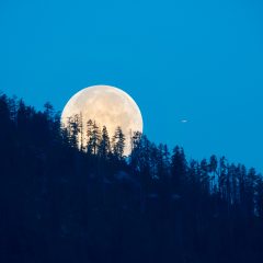 Der Mond soll bestimmte Eigenschaften von Holz beeinflussen. Was steckt dahinter?