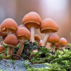 Pilze als Baustoff: Pilze wachsen auf einem Baumstamm
