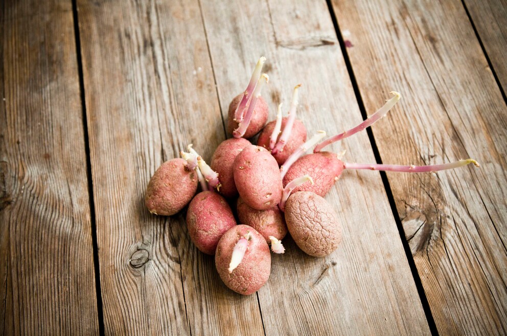 Kartoffeln vorkeimen und die Ernte verbessern - myHOMEBOOK
