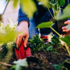 Anbauplan: Eine Frau pflanzt mit einer kleinen Gartenschaufel eine Pflanze ins Gemüsebeet