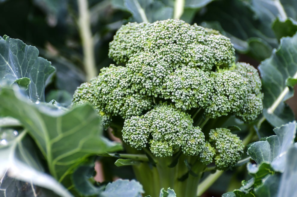 Pflanz- und Pflege-Tipps für Brokkoli im Garten - myHOMEBOOK