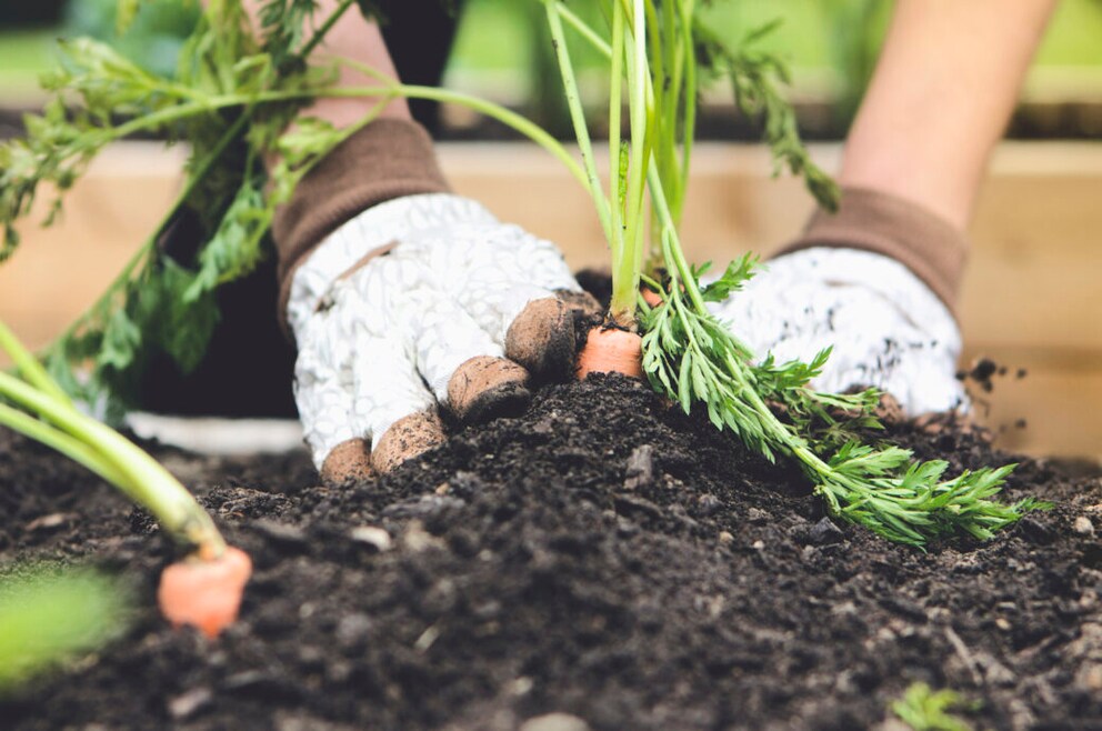 Gärtnern ohne Umgraben – was bringt „No Dig Gardening“?