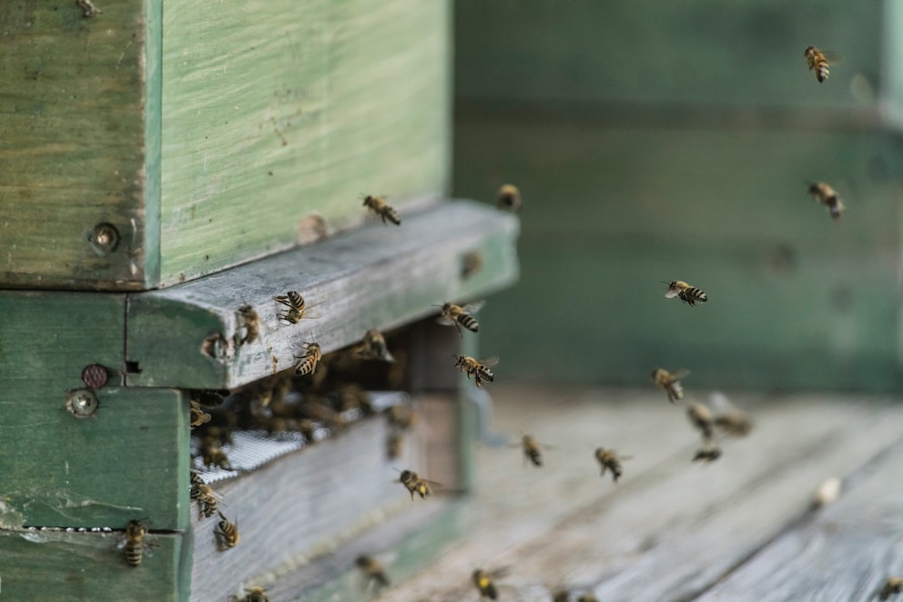 Bienen auf dem Balkon halten – wann darf man es? - myHOMEBOOK
