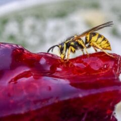 Eine Wespe sitzt auf einem Stück Kuchen