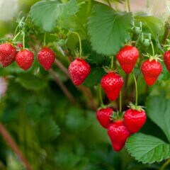 5 häufige Fehler beim Pflegen von Erdbeerpflanzen