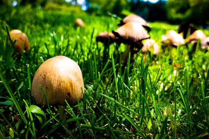 Pilze im Rasen: Sorten erkennen und effektiv bekämpfen - myHOMEBOOK