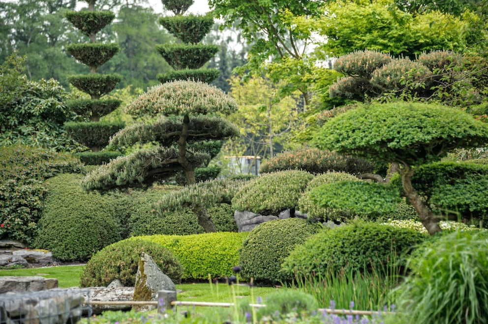 Niwaki: Wie geht der japanische Formschnitt für Bäume?