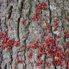 Lindenwanzen: Ein Baum befallen von roten Lindenwanzen