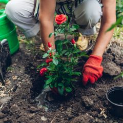 Frau pflanzt eine Rose in den Garten