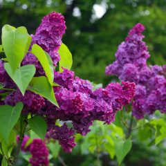 Flieder Garten: Flieder mit violetten Blüten