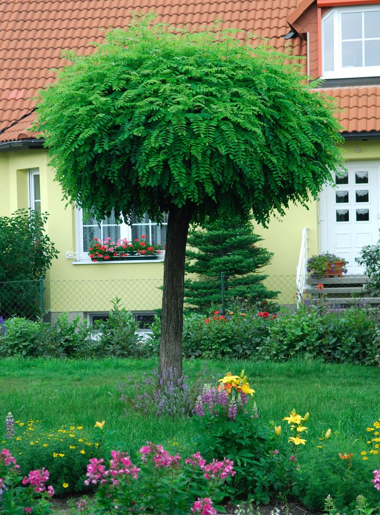 Kleine Bäume Für Garten