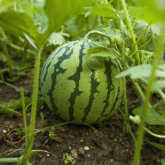 Melone im Garten pflanzen, pflegen und ernten