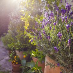 Lavendel ist aufgrund seiner violett blühender Blüten, die einen intensiven Duft verströmen, eine beliebte Pflanze bei Hobbygärtnern