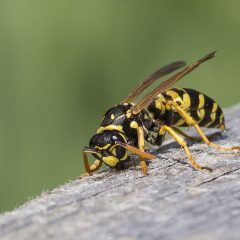 So gerne man sie erledigen würde – Wespen stehen unter Naturschutz