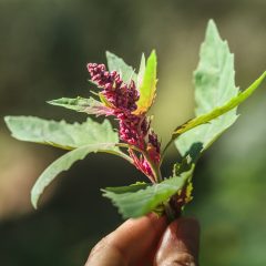 Superfood Garten: Blüte von Quinoa