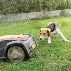Mähroboter im Garten mit Hund