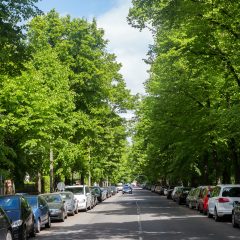 Stadtbäume in Leipzig