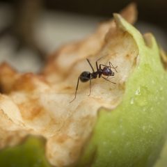 Ameisen im Garten können ganz schön lästig sein, es gibt aber natürliche Hilfsmittel, um sie loszuwerden.