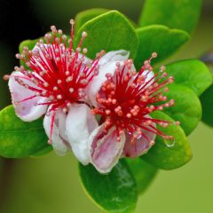 Guave: Großaufnahme von Blüten einer Guave