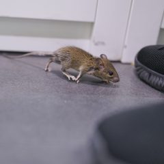 Maus in Wohnung
